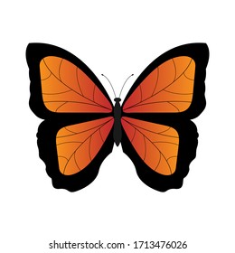 Butterfly Vector Illustration with Orange Gradient Color.