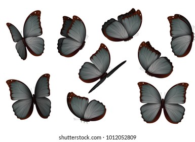 Butterfly vector illustration. Set colorful isolated butterflies. Insects Lepidoptera Morpho amathonte. 