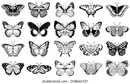 Butterfly vector illustration for your company or brand