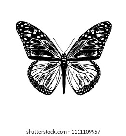 Butterfly. Vector illustration.Isolated on a white