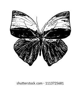 Butterfly. Vector illustration.Isolated on a white