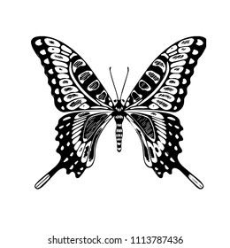Butterfly. Vector illustration.Isolated on a white