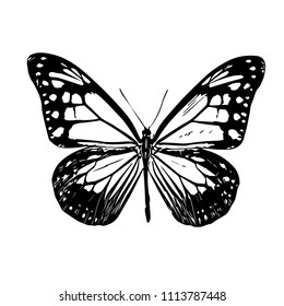 Butterfly. Vector illustration.Isolated on a white