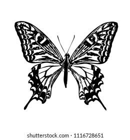 Butterfly. Vector illustration.Isolated on a white