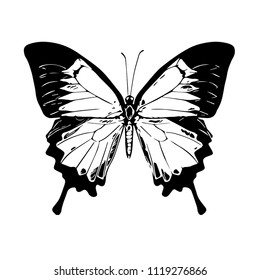 Butterfly. Vector illustration.Isolated on a white. Template