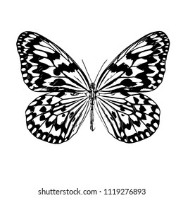 Butterfly. Vector illustration.Isolated on a white. Template