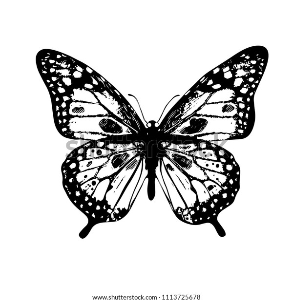 Butterfly Vector Illustrationisolated On White Stock Vector (Royalty ...