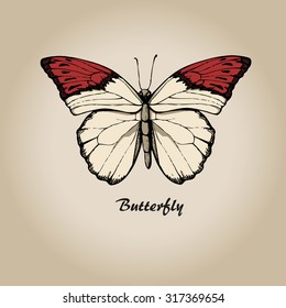 Butterfly vector. Insect sketch collection for design