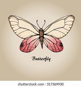 Butterfly vector. Insect sketch collection for design
