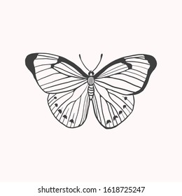 Butterfly Vector Linear Drawing Butterfly Symbol Stock Vector (Royalty ...