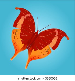 The butterfly. Vector. Mesh.