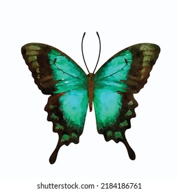 Vector de mariposa sobre fondo blanco. Foto de la polilla. Mano de mariposa tropical dibujada a mano. Estilo acuarela. Decoración para tarjetas de felicitación, logotipo y diseño.