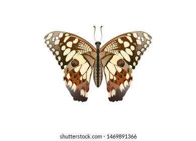 Butterfly vector on white background.Isolated 