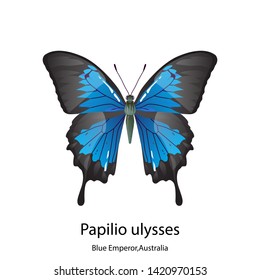 Butterfly vector on white background,Papilio ulysses,Blue emperor,Australia.