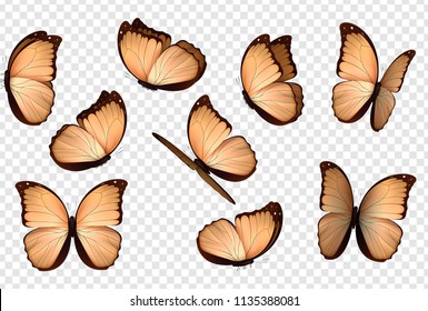 Butterfly vector. Peach colour isolated butterflies. Insects with bright coloring on transparent background