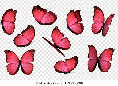 Butterfly vector. Pink isolated butterflies. Insects with bright coloring on transparent background