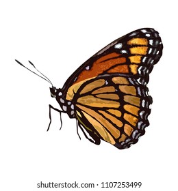 Butterfly Vector , Realistic Butterfly for Design. Decorative card making, wedding invitation and more