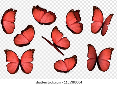 Butterfly vector. Red isolated butterflies. Insects with bright coloring on transparent background