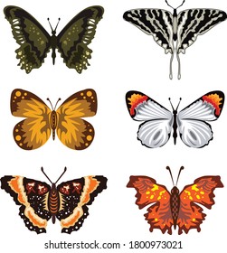 Butterfly vector set etc, isolated on white background for book illustration - Vector