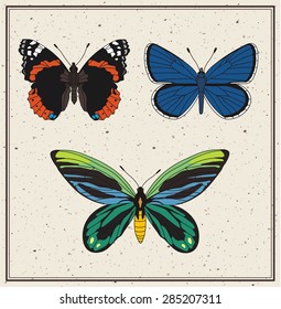 Butterfly vector set isolated