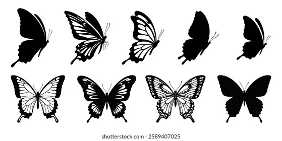 A Butterfly Vector and silhouette illustration with white background