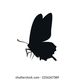 Butterfly vector silhouette, insect vector flat design.