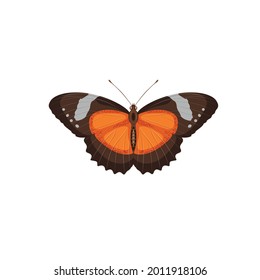 butterfly vector template art design 