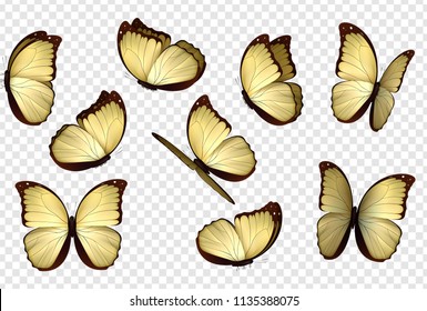 Butterfly vector. Yellow isolated butterflies. Insects with bright coloring on transparent background