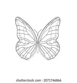 Butterfly very funny and enosent butterfly