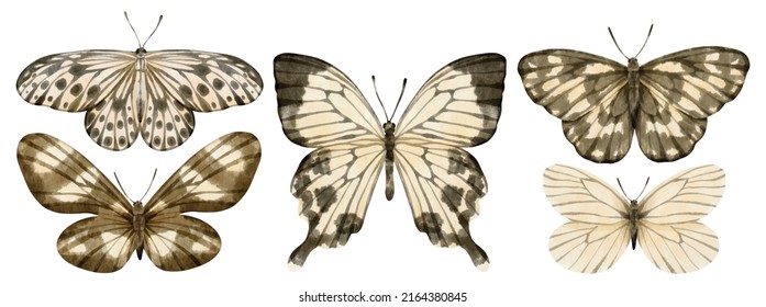 Butterfly watercolor illustration for Decorative Element