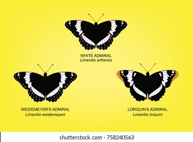 Butterfly White Admiral Set Vector Illustration