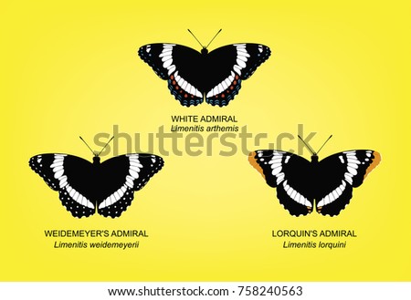 Butterfly White Admiral Set Vector Illustration