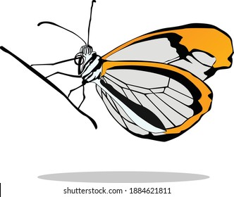butterfly white and black shadow