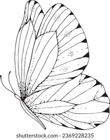 Butterfly white black soft white background sticker logo fly insect summer little child decor room kids logo drawing decoration poster print vector illustration wings beauty nature gentle elegant line