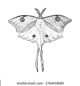Butterfly or wild Luna moths insects. Mystical symbol or entomological of freedom. Engraved hand drawn vintage sketch for wedding card or logo. Vector illustration. Arthropod animals.