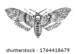 Butterfly or wild moths insects. Death s head hawkmoth. Mystical symbol or entomological of freedom. Engraved hand drawn vintage sketch for wedding card or logo. Vector illustration Arthropod animals.