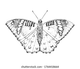 Butterfly or wild moths insects. Female green duke. Mystical symbol or entomological of freedom. Engraved hand drawn vintage sketch for wedding card or logo. Vector illustration. Arthropod animals.