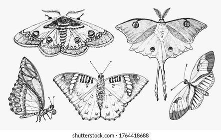 Butterfly or wild moths insects. Mystical symbol or entomological of freedom. Engraved hand drawn vintage sketch for wedding card or logo. Vector illustration. Arthropod animals.