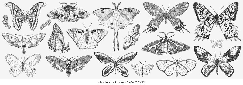 Mariposa o polillas silvestres insectos. Símbolo místico o entomológico de la libertad. Esbozo vintage grabado a mano para tarjeta de boda o logotipo. Ilustración vectorial. Animales artrópodos.