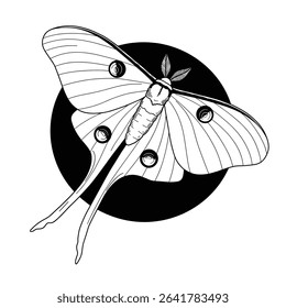 Butterfly or wild moths insects. Mystical symbol or entomological of freedom. Engraved hand drawn vintage sketch 