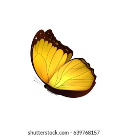 Butterfly yellow isolated on white background. Butterflies Insects Lepidoptera Morpho amathonte. Emblema icons vector illustration