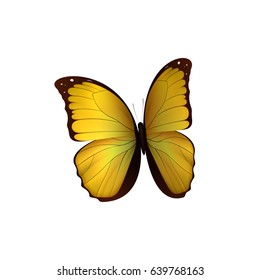 Butterfly yellow isolated on white background. Butterflies Insects Lepidoptera Morpho amathonte. Emblema icons vector illustration