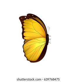 Butterfly yellow isolated on white background. Butterflies Insects Lepidoptera Morpho amathonte. Emblema icons vector illustration
