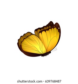 Butterfly yellow isolated on white background. Butterflies Insects Lepidoptera Morpho amathonte. Emblema icons vector illustration