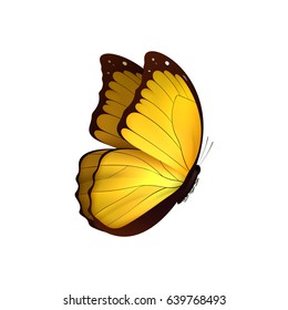 Butterfly yellow isolated on white background. Butterflies Insects Lepidoptera Morpho amathonte. Emblema icons vector illustration