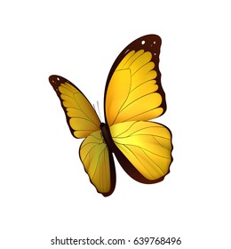 Butterfly yellow isolated on white background. Butterflies Insects Lepidoptera Morpho amathonte. Emblema icons vector illustration