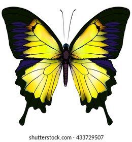 Butterfly. Yellow butterfly isolated vector illustration on white background. Nonexistent butterfly zoology specimen