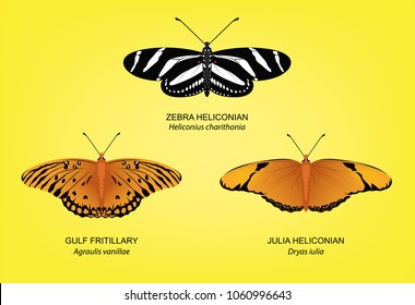 Butterfly Zebra Heliconian Set Vector Illustration