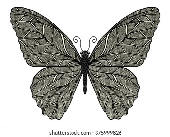 Butterfly zentangle stylized, vector, illustration, hand drawn, pattern.