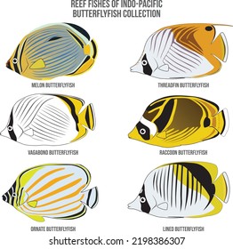 Butterflyfish Collection Vector Reef Fishes of Indo-Pacific